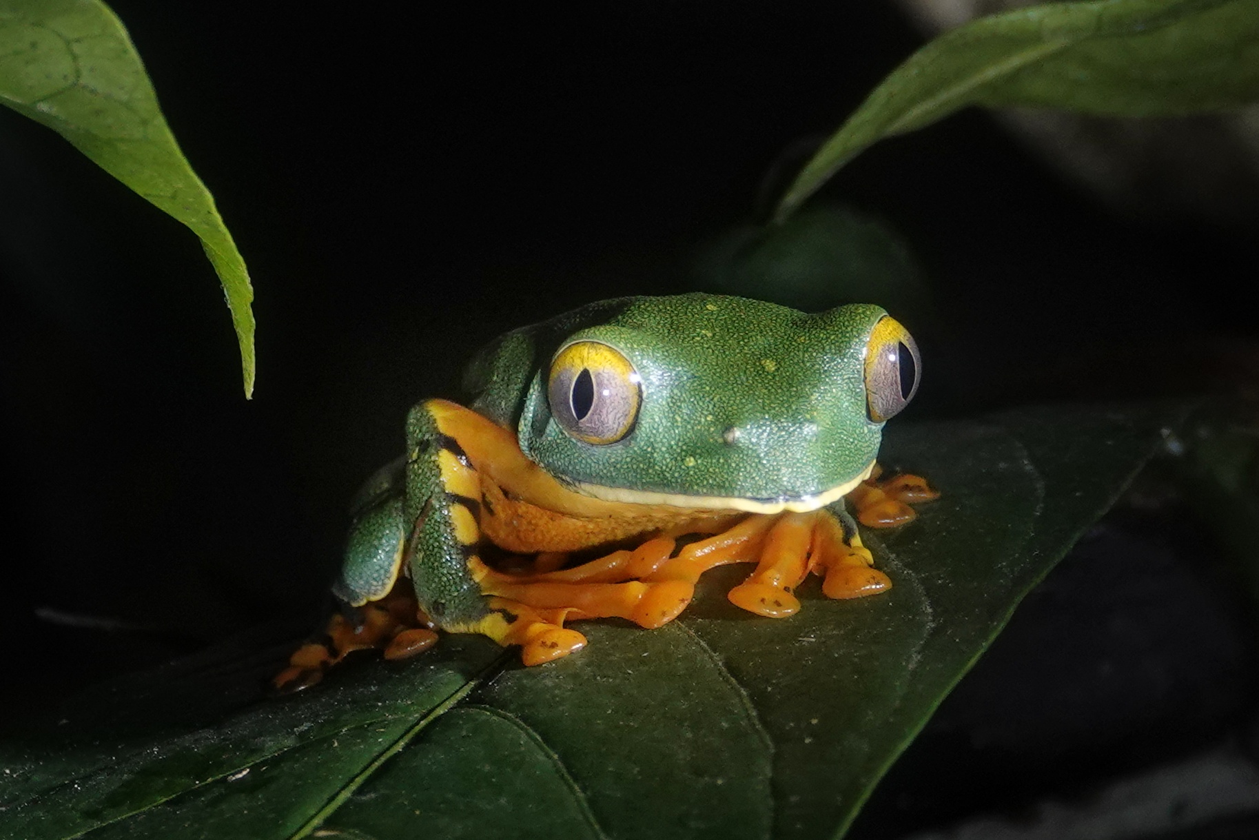 Grenouille aux yeux rouges photographiée de nuit
